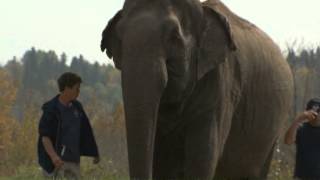 the fifth estate--The Elephant in the Room: Sneak Preview | CBC
