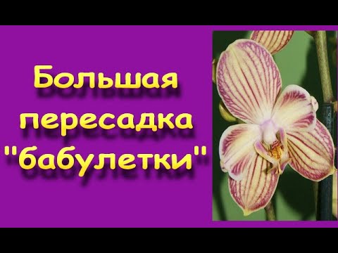 ТЯЖЕЛАЯ пересадка ОРХИДЕИ из-за.....ОТЛИЧНЫХ корней.Орхидея - "БАБУЛЕТКА" (пелорик).