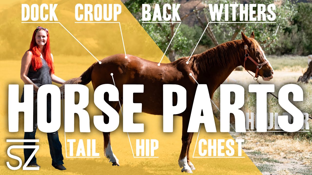 What are the Different Parts of a Horse?