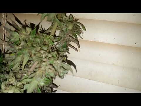 indoor growing with Gaia Green 2 pounds from one plant