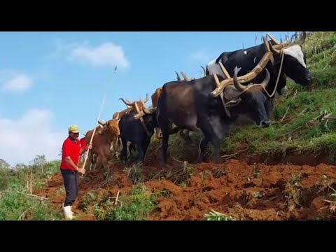 ARANDO TERRA EM MARIA DA FÉ MINAS GERAIS 
