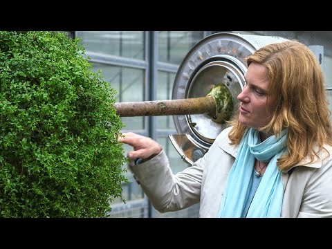 Horizontal wachsende Bäume für die Weltausstellung Reformation in Wittenberg