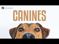 Canines – Dog Sound Effects Library