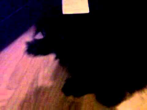 RealReemTv - @Tequilla The Dog