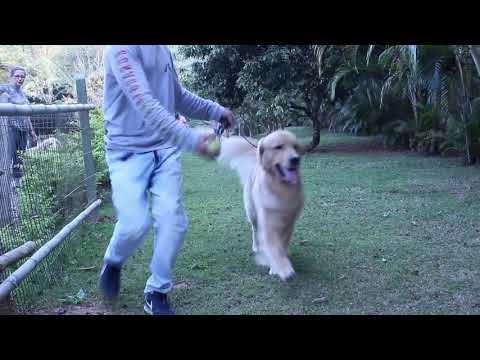 Video Vini