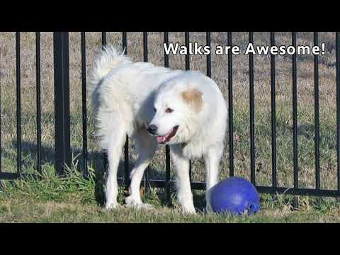 Victoria in TN - Sweet Lady Who Loves Pets!, an adopted Great Pyrenees in Lebanon, TN_image-1