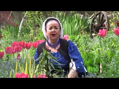 Floarea Calota   Timpul dragostitelor