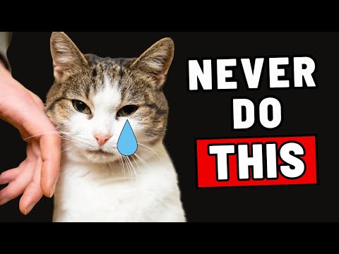 Things Your Cat Will Never Forgive (1 HOUR)