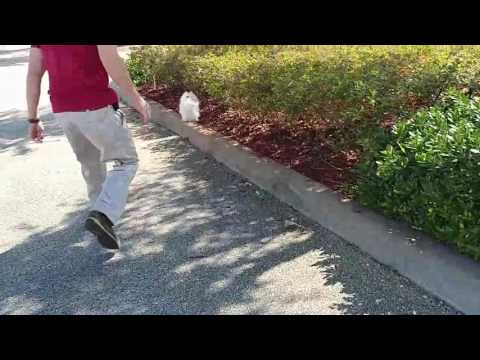 The Fastest Lizard Alive (Basilisk) and I caught one!