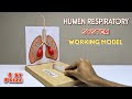 Make Human Respiratory System Model Best Easy School Project For Students Full Tutorial