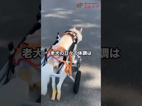 アトゥイちゃん  犬用車いすの体験報告２