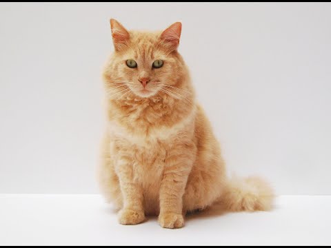 Mother Cat Calling For Her Kittens Sound Effect.