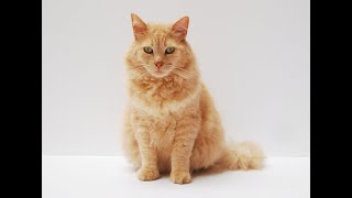 Mother Cat Calling For Her Kittens Sound Effect.