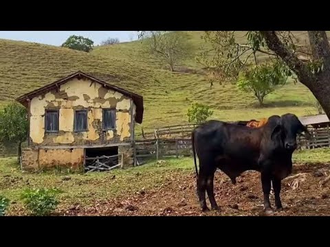 História Contada no Interior - Recortes da Live