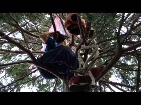 Un altro ragazzo si arrampica sul cipresso