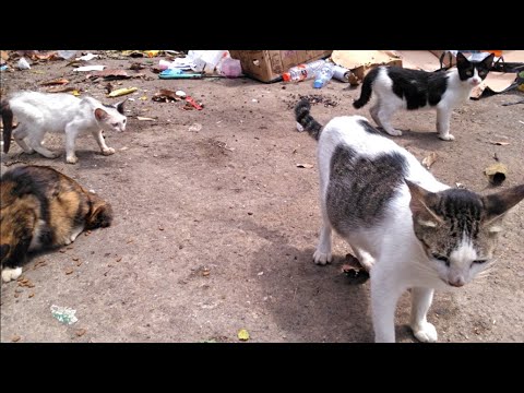 Stray kitten & stray cat in the garbage dump.