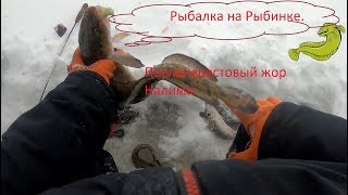 Где ловят налима на рыбинском