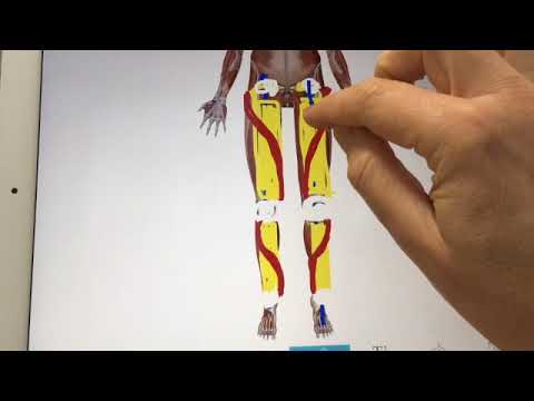 Beinachse - Anatomie anders erklärt / Dezember 2020 POSTURA-Paket Lehrvideo