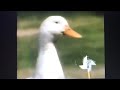 Sesame Street What Sounds Does The Animals Hears