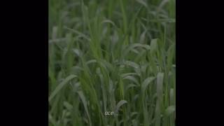 Missing what was left behind // Lance McClain (Voltron)