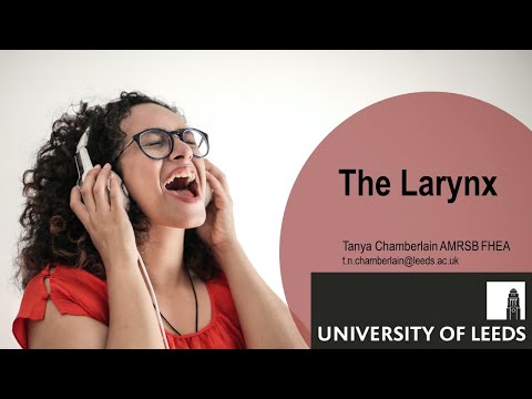 The Larynx