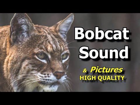 Bobcat Sounds and Pictures ~ Learn The Sound a Bobcat Makes
