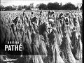 Spinning Flax 1952