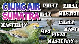 Download lagu Mp3 CIUNG AIR SUMATRA suara pikat, masteran dan pancingan bunyi mp3