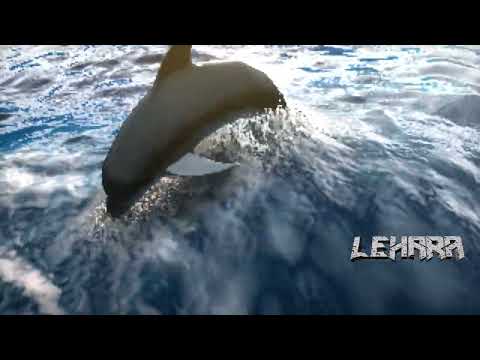 THE DOLPHIN DANCE - FUNKY BASS HOUSE BREAKBEAT EDM UNRELEASED  WITH PSYCHEDELIC VISUALS BY DJ LEHARA