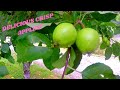 APPLE TREE TOUR Organic Golden Delicious Red Delicious Apples