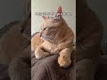 Most Orange Tabby Cats Are Male