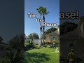 How To Know When To Trim Your Palm Trees