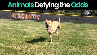 Unstoppable: Animals Defying the Odds