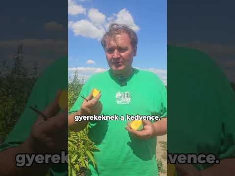 Sandwich Gelb őszibarack