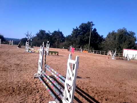 Blushing tiger AQPS 4 ans à vendre