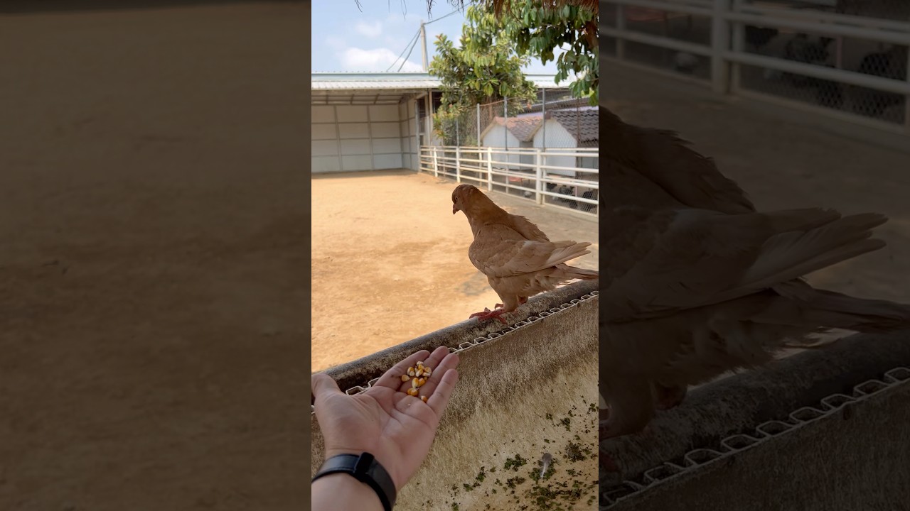 #animals #automobile