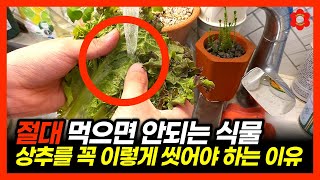 [당신만 모르는 진실] 상추 먹고 식중독 걸린 이유, 피해 안보려면 꼭 보세요ㅣ상추를 반드시 이렇게 씻어야 …