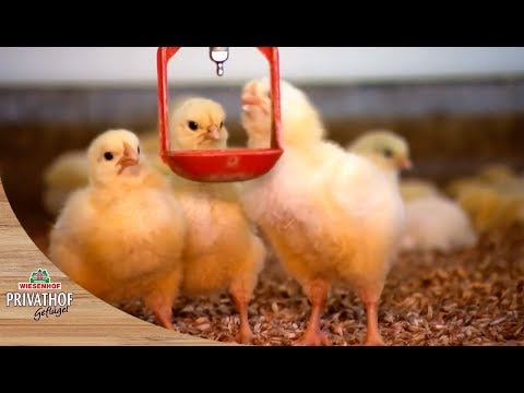 Video Tierwohl Video Tierwohl
