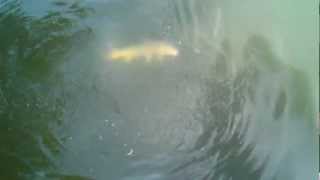 preview picture of video 'Catching Carp Carr Creek Lake at Litt Carr Shelters March 10, 2012'