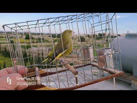 #Greenfinch singing Virdun #23 🌟IC-CHINA 🌟👌🏻🚀⚡🔊🏆🧿 💚💚💚