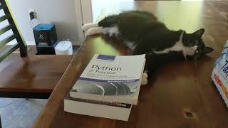 Кошка учит Python | Cat studies Python