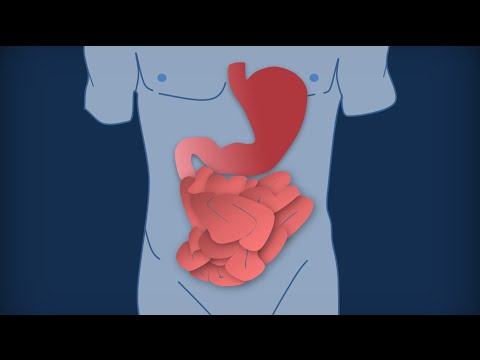 Apparato digerente 10: Intestino tenue - Anatomia macroscopica