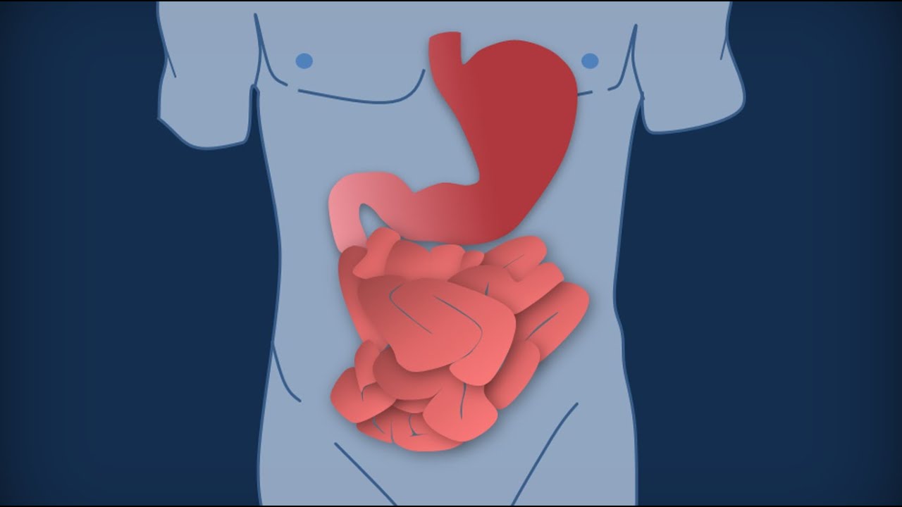 Apparato digerente 10: Intestino tenue - Anatomia macroscopica