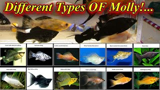 What Are All The Different Types Of Molly Fish?... In Tamil / Fish Aquarium Tamil