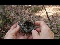 Nature Moments How To Build A Bird S Nest