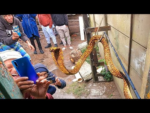 Deadly Cobra hides in the toilet after killing 2 dogs!