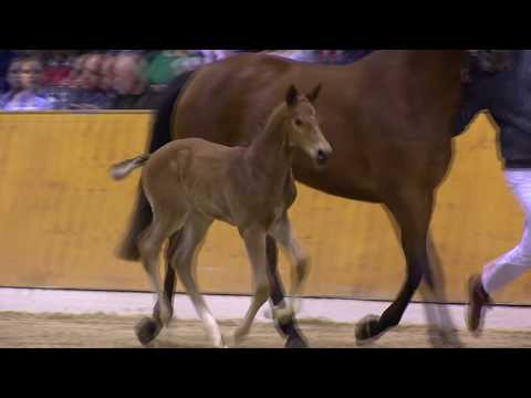 Colt *2019 by Casino Grande - Catoki (Sosath Stallion Show 2019)