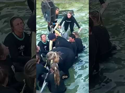 هذا الفيديو مخصص للأغراض التعليمية فقط. لم يصب أحد بأذى.