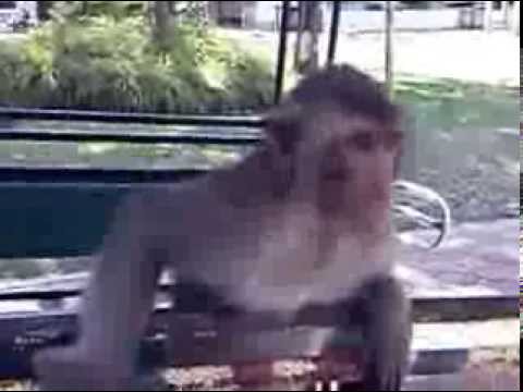 Udon Thani...Feeding the Monkeys in Kumphawapi, 2012