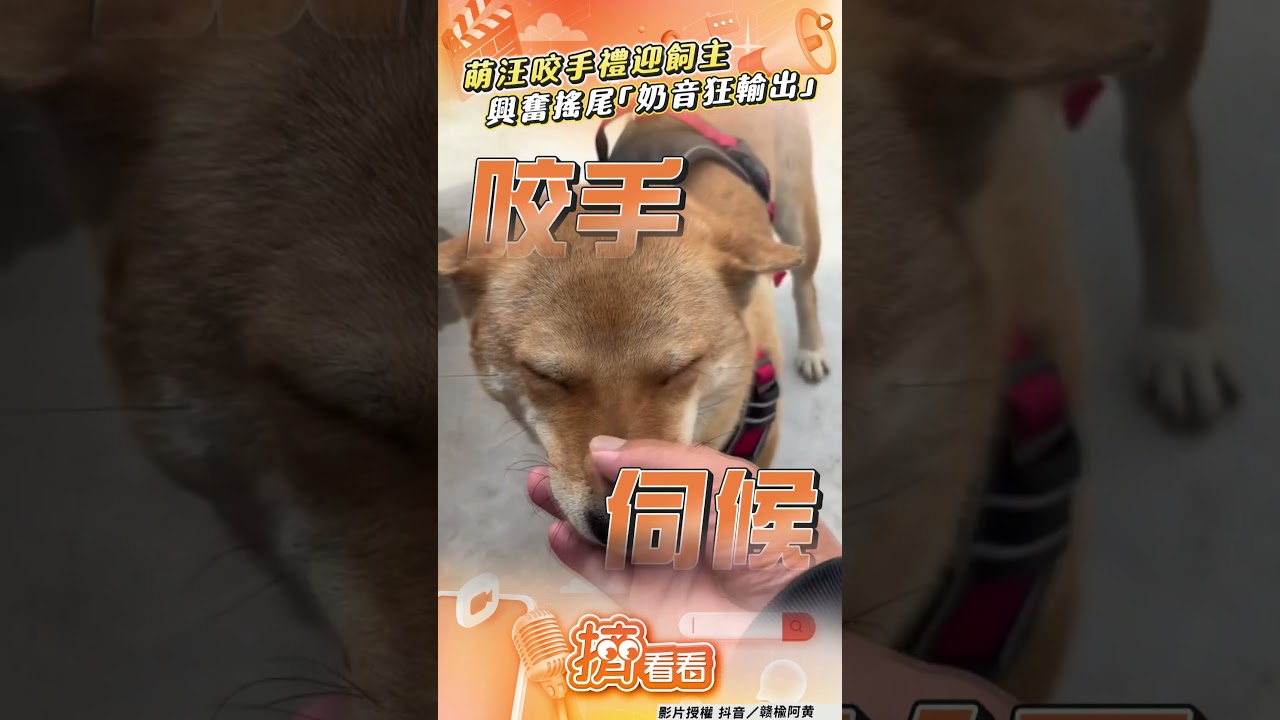 影音／萌汪「咬手禮」迎接飼主！　興奮搖尾「奶音狂輸出」惹融化